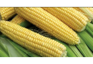Тактик - кукуруза, 80 000 семян, Евралис фото, цена